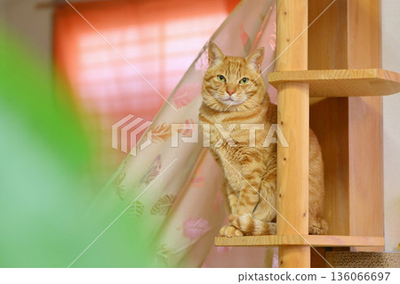 Cat tower and cat. Cat tower and cat. 136066697