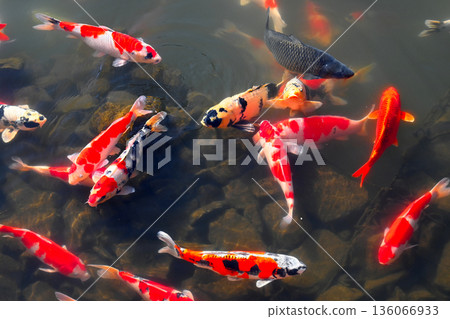 Beautifully swimming carp 136066933