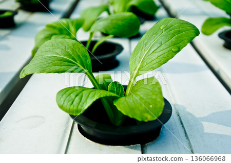 close-up photo of hydroponic plants close-up photo of hydroponic plants 136066968