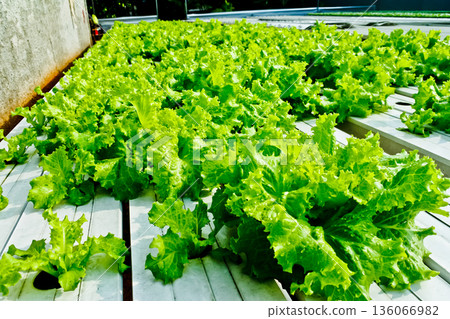 close-up photo of hydroponic plants close-up photo of hydroponic plants 136066982