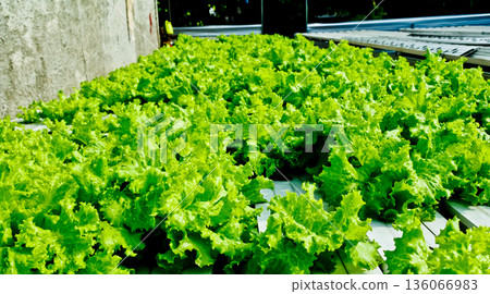 close-up photo of hydroponic plants close-up photo of hydroponic plants 136066983