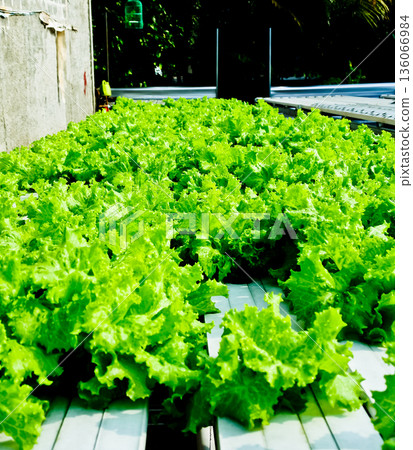 close-up photo of hydroponic plants 136066984