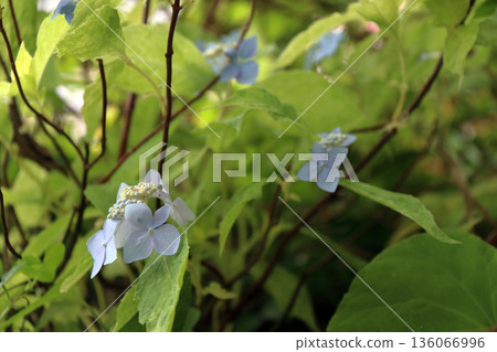 Hydrangea 136066996