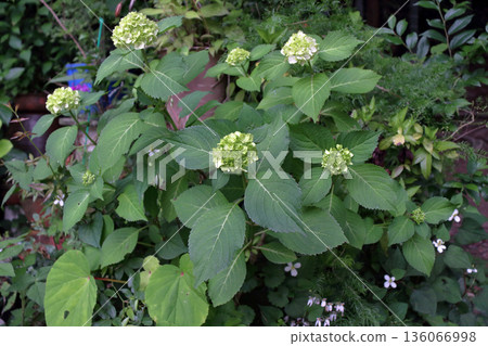 Hydrangea Hydrangea 136066998