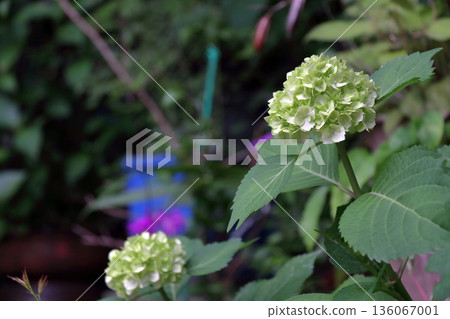 Hydrangea Hydrangea 136067001