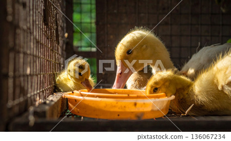 Cute Ducklings Bathing in Wooden Bowl 136067234