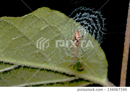 Siberian stag beetle and its web (reverse side) Siberian stag beetle and its web (reverse side) 136067390