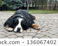 Bernese mountain dog relaxing on paving stones outdoors 136067402