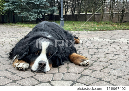 Bernese mountain dog relaxing on paving stones outdoors Bernese mountain dog relaxing on paving stones outdoors 136067402