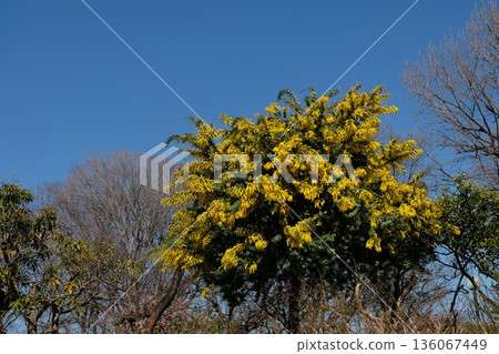 Mimosa is said to be a flower of happiness and has a beautiful yellow color. 136067449