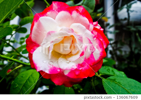 close up photo of red and white roses close up photo of red and white roses 136067609