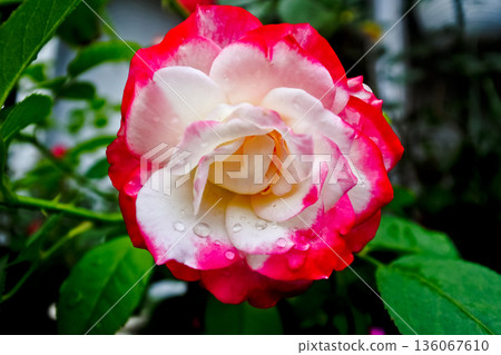 close up photo of red and white roses close up photo of red and white roses 136067610