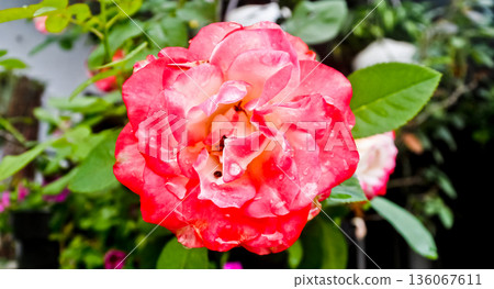 close up photo of red and white roses close up photo of red and white roses 136067611