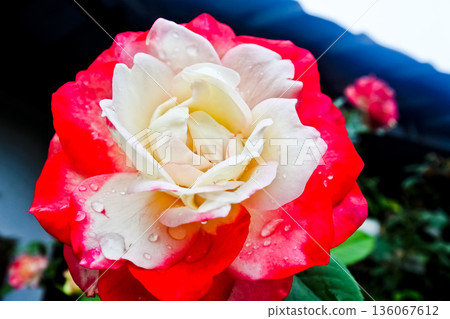 close up photo of red and white roses close up photo of red and white roses 136067612
