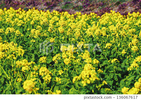 Early-blooming rape blossoms at Nagisa Park Early-blooming rape blossoms at Nagisa Park 136067617