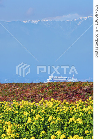 Early-blooming rape blossoms and snow-covered Mt. Hira, hazy with yellow sand 136067618