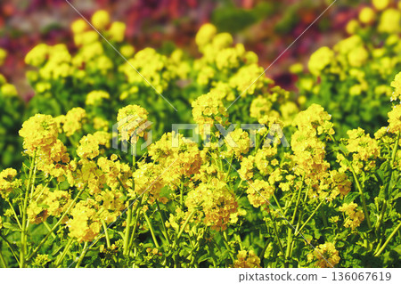 Early-blooming rape blossoms at Nagisa Park 136067619