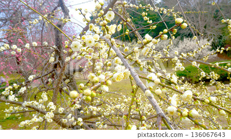 White plum blossoms blooming in early spring White plum blossoms blooming in early spring 136067643
