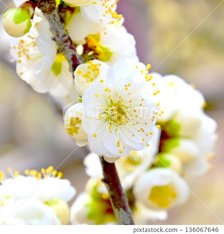Close-up of white plum blossom Close-up of white plum blossom 136067646