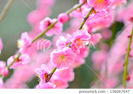 Beautiful pink plum blossoms close-up Beautiful pink plum blossoms close-up 136067647