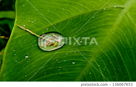 close up photo of dew on green leaves 136067653