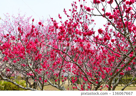 美麗的紅梅花在早春盛開 美麗的紅梅花在早春盛開 136067667