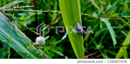 close up photo of a fly on a leaf 136067836