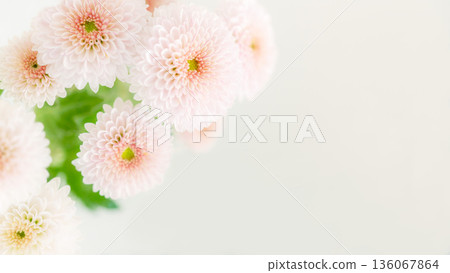 淡粉紅色柔和小菊花背景框,留有文字空間 淡粉紅色柔和小菊花背景框,留有文字空間 136067864