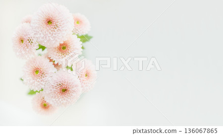 淡粉紅色柔和小菊花背景框,留有文字空間 淡粉紅色柔和小菊花背景框,留有文字空間 136067865