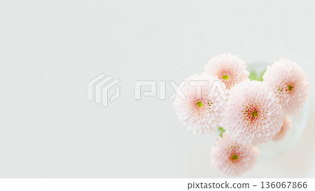 淡粉紅色柔和小菊花背景框,留有文字空間 淡粉紅色柔和小菊花背景框,留有文字空間 136067866