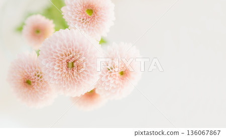 Soft small chrysanthemum flower background frame in pale pink with copy space Soft small chrysanthemum flower background frame in pale pink with copy space 136067867