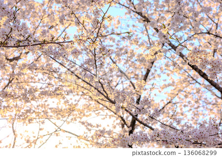 Wrapped in the spring light. Somei-Yoshino cherry blossoms blooming softly Wrapped in the spring light. Somei-Yoshino cherry blossoms blooming softly 136068299
