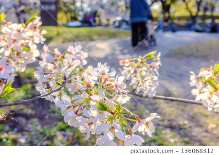 Wrapped in the spring light. Somei-Yoshino cherry blossoms blooming softly Wrapped in the spring light. Somei-Yoshino cherry blossoms blooming softly 136068312