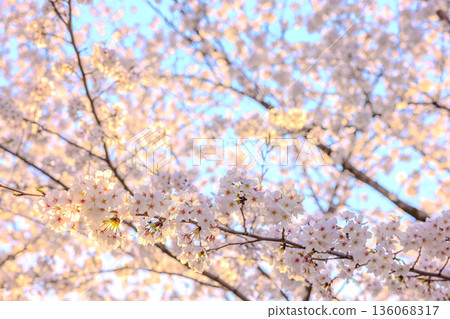 Wrapped in the spring light. Somei-Yoshino cherry blossoms blooming softly Wrapped in the spring light. Somei-Yoshino cherry blossoms blooming softly 136068317