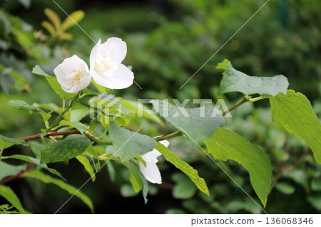 紫丁香虎耳草科 紫丁香虎耳草科 136068346