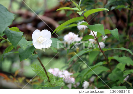 Syringa saxifragaceae 136068348