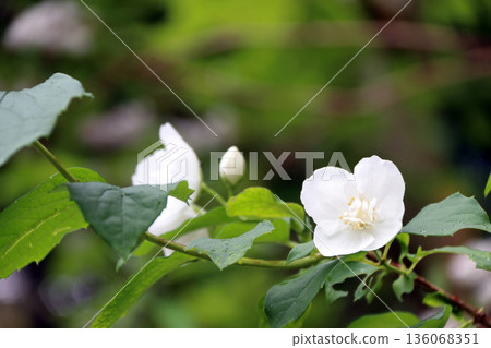 紫丁香虎耳草科 136068351