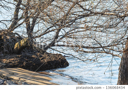 Winter trees on the shores of Lake Biwa in winter 136068434