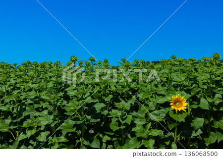 一朵孤獨的向日葵 一朵孤獨的向日葵 136068500