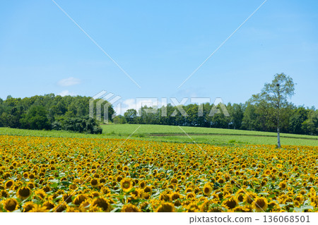北海道北部城鎮的喜馬谷農場 北海道北部城鎮的喜馬谷農場 136068501