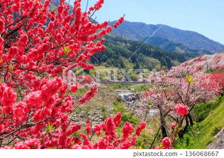 A view of Hirugami Onsen in Achi Village. Vividly colored peach blossoms A view of Hirugami Onsen in Achi Village. Vividly colored peach blossoms 136068667