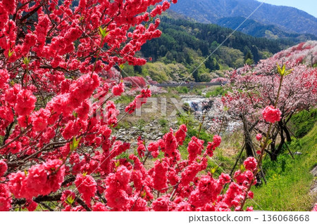 A view of Hirugami Onsen in Achi Village. Vividly colored peach blossoms 136068668