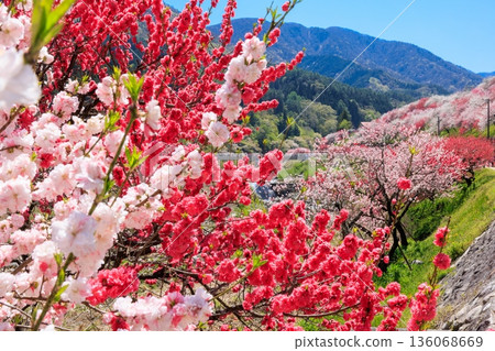 A view of Hirugami Onsen in Achi Village. Vividly colored peach blossoms 136068669