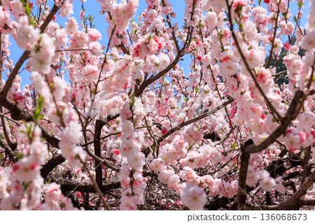 阿知村的晝神溫泉景色。盛開著色彩艷麗的桃花。 136068673