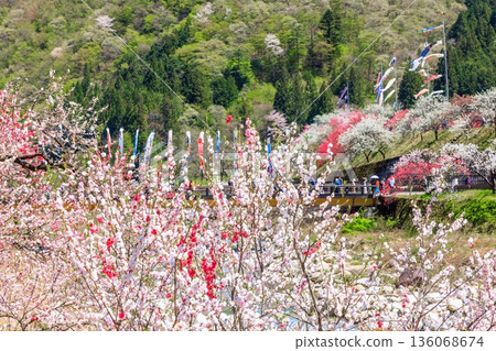 A view of Hirugami Onsen in Achi Village. Vividly colored peach blossoms 136068674