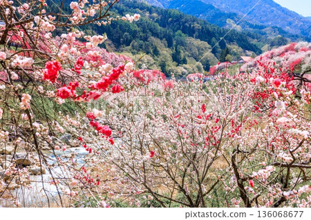 A view of Hirugami Onsen in Achi Village. Vividly colored peach blossoms 136068677