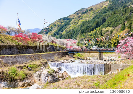 A view of Hirugami Onsen in Achi Village. Vividly colored peach blossoms 136068680