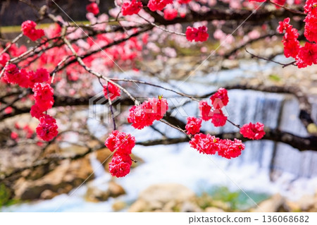 A view of Hirugami Onsen in Achi Village. Vividly colored peach blossoms 136068682