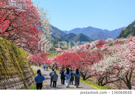 阿知村的晝神溫泉景色。盛開著色彩艷麗的桃花。 阿知村的晝神溫泉景色。盛開著色彩艷麗的桃花。 136068688