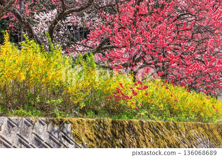 A view of Hirugami Onsen in Achi Village. Vividly colored peach blossoms 136068689